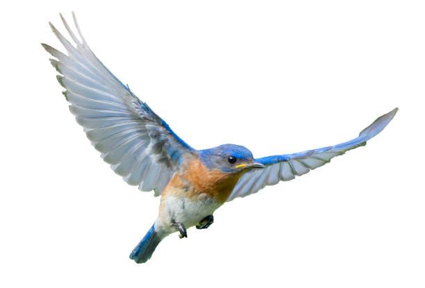 male eastern bluebird - sialia sialis - in flight showing wing expanded - flying animal bird multi colored imagens e fotografias de stock