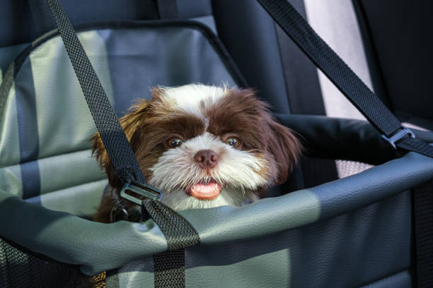 cachorro shih tzu, frente a la cámara y con la boca abierta, en un asiento de seguridad para el automóvil. - shih tzu cute animal canine fotografías e imágenes de stock