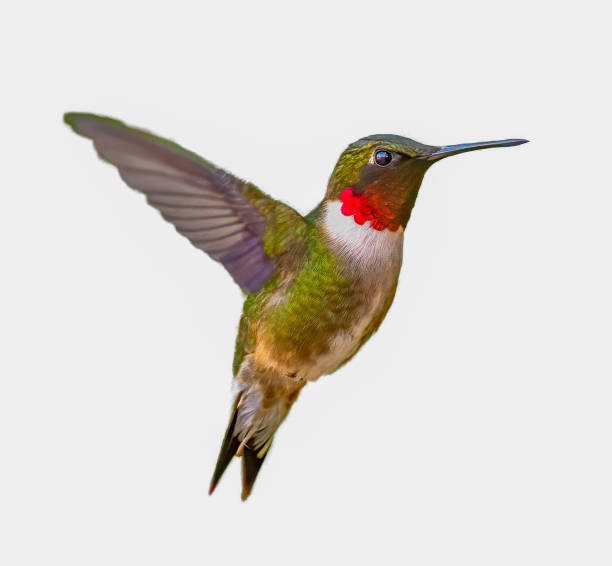 Adult male Ruby-throated Hummingbird - Archilochus colubris stock photo