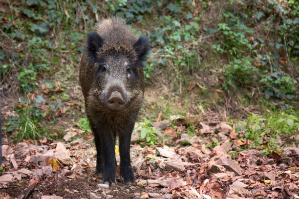 Wild boar (Sus scrofa) digs snout acorns in woods, beast copes well with task despite rocky soil, forestry aspect. Big game hunting for hoofed mammals, ungulates, game husbandry