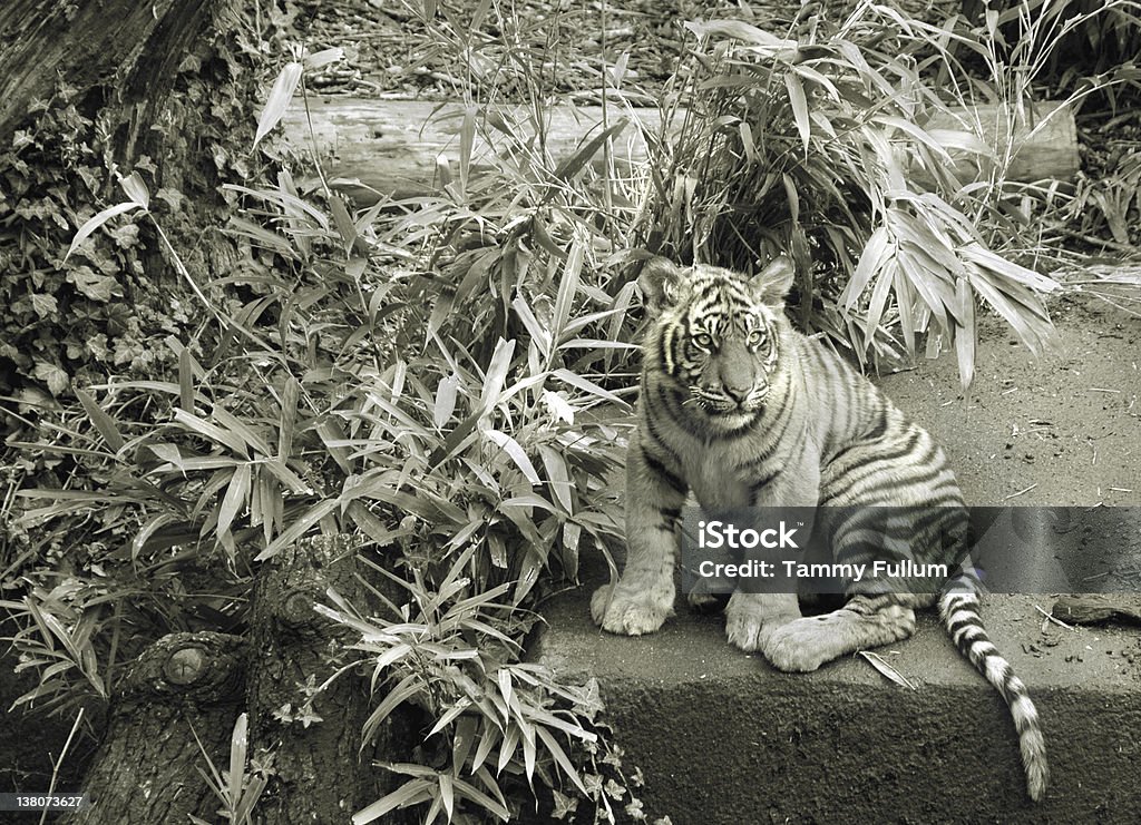 Tigreau Woodland Park Zoo - Photo de Assis libre de droits