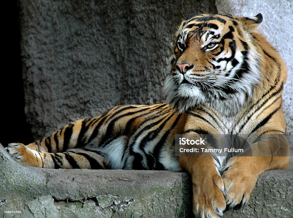 Tigre - Royalty-free Tigre-de-sumatra Foto de stock