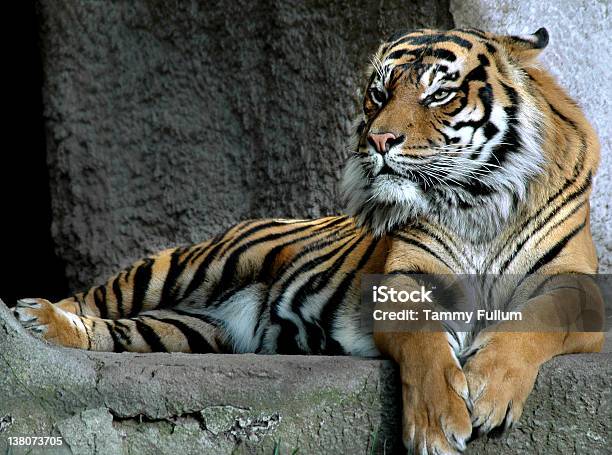 Tigre - Fotografias de stock e mais imagens de Tigre-de-sumatra - Tigre-de-sumatra, Tigre, Animal