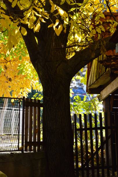 a wooden gate and a tree in the fall