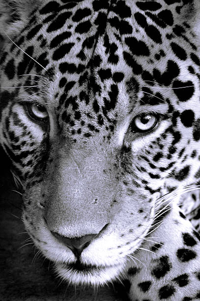 istock Jaguar iStockphoto black and white Cat 138074032