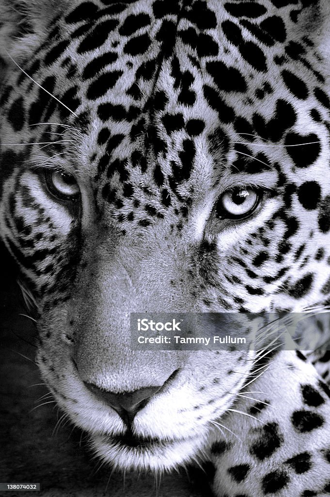 Jaguar iStockphoto czarny i biały Kot - Zbiór zdjęć royalty-free (Jaguar - kot)