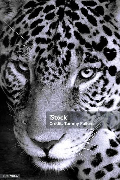 Jaguar Istockphoto Czarny I Biały Kot - zdjęcia stockowe i więcej obrazów Jaguar - kot - Jaguar - kot, Czarno biały, Część ciała zwierzęcia