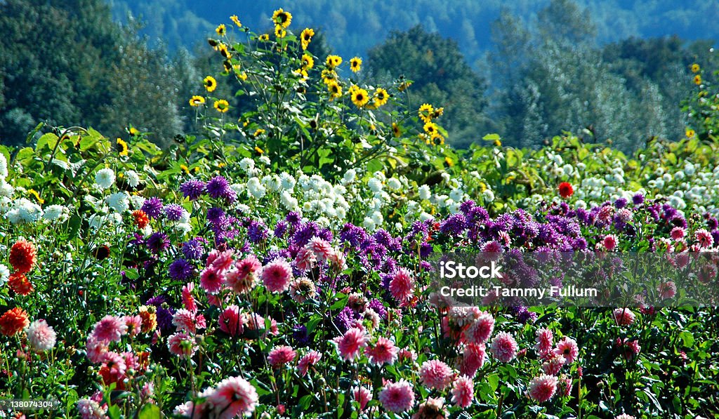 Campo de flores - Foto de stock de Abundancia libre de derechos