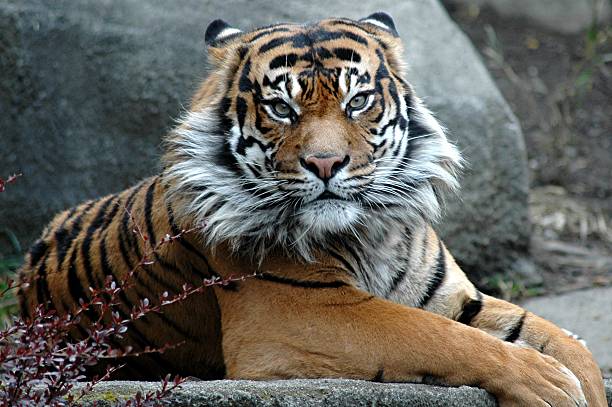 Java Peach Tree Tiger Java Tiger