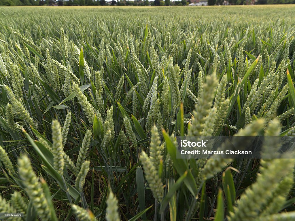 Blé paysage XXXL - Photo de Agriculture libre de droits