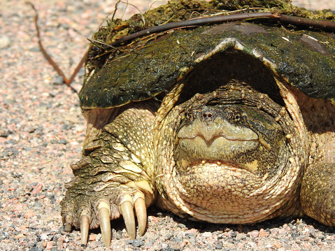 Snapping Turtle Close Up Stock Photo - Download Image Now - Snapping ...