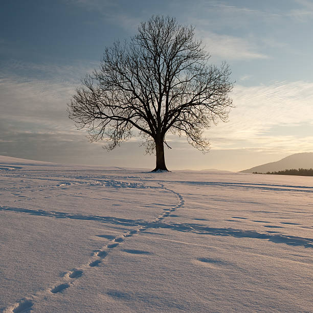 istock TUT,Hausen ob Verena, tree in the beautiful sunset light 138074919