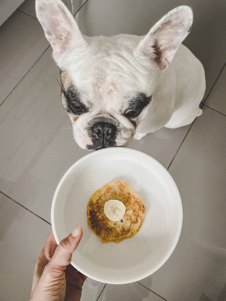 istock Homemade banana and egg pancake for dog 1380750439