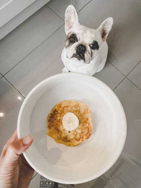 istock Homemade banana and egg pancake for dog 1380750945