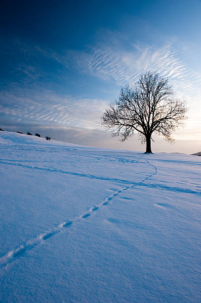 istock TUT,Hausen ob Verena,  tree in the sunset 138075229