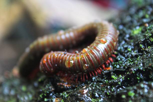 istock millipede wet in the rain 1380764378