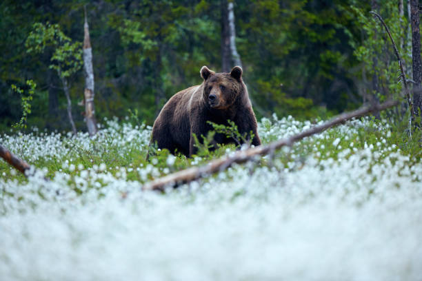 Brown bear (Ursus arctos) walks among the cotton grass. stock photo