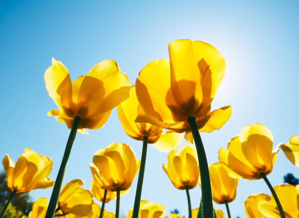 istock Yellow tulips photographed from below. 1380764500
