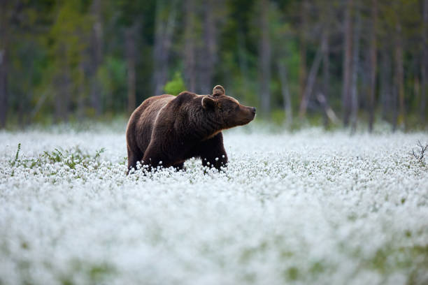 istock Brown bear (Ursus arctos) walks among the cotton grass. 1380764574