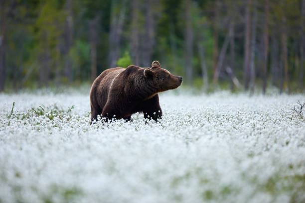 Brown bear (Ursus arctos) walks among the cotton grass. stock photo
