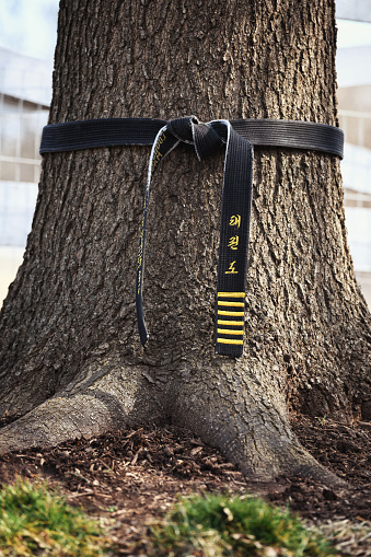 Tae Kwon Do black belt wrapped around a mature tree (