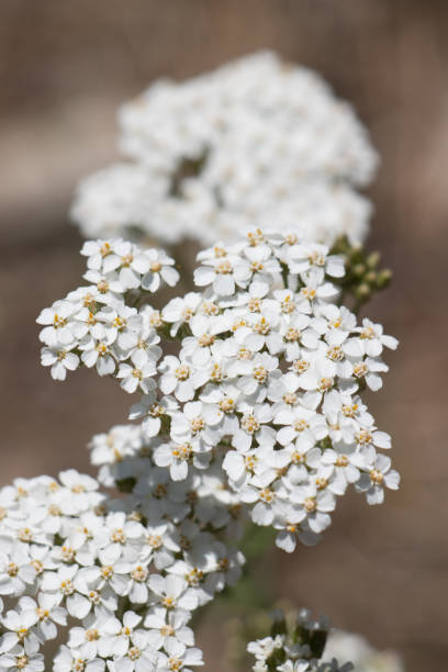 istock ACHILLEA MILLEFOLIUM BLOOM - SAN BERNARDINO MTNS - 070921 1380768496