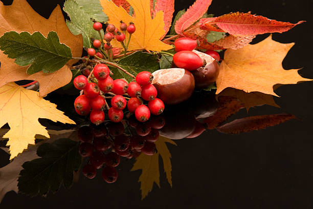 istock colors of autumn 138077344