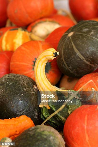 Flaschenkürbis Stockfoto und mehr Bilder von Flaschenkürbis - Flaschenkürbis, Fotografie, Grün