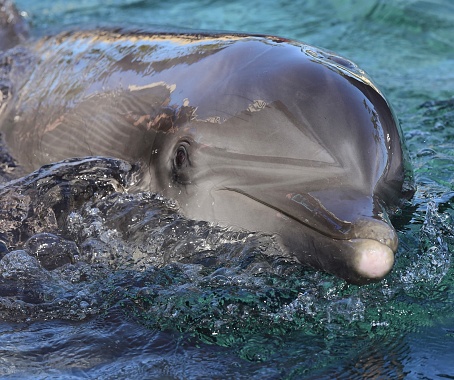 Underwater Image of  a dolphin, Western Australia 2022