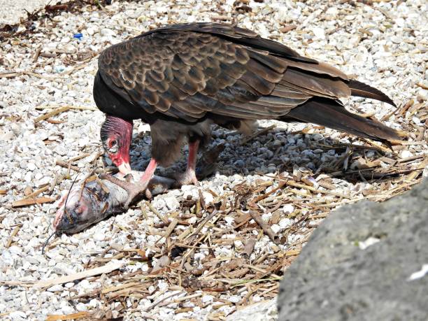 istock Turkey Vulture (Cathartes aura) eating a catfish along the shore 1380789475