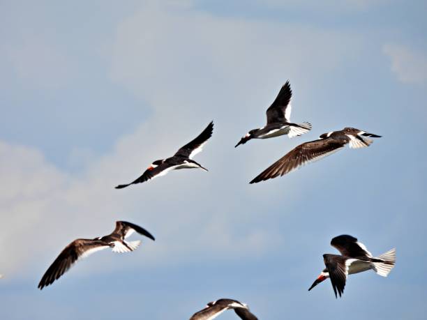 istock Black Skimmers (Rynchops niger) flock flying above a marina 1380797037