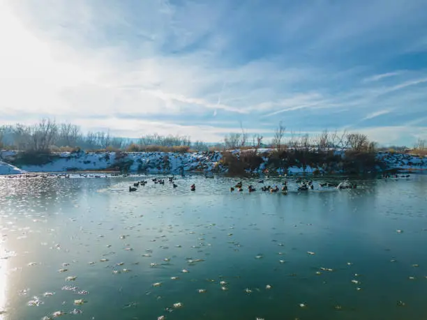 Photo of Winter Waterfowl During Frozen Conditions Congregating in Open Water Duck Flocks Feeding and Swimming in Rural Lake Next to The Colorado River Western Colorado Outdoors Aerial Photo Series