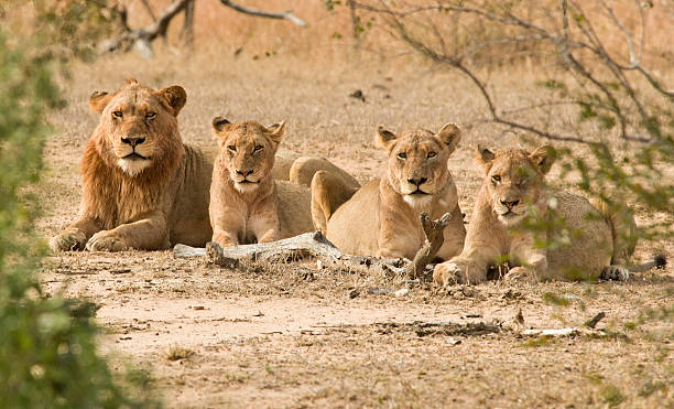 l'orgoglio - pride of lions foto e immagini stock