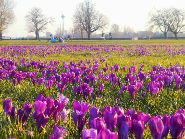 fioletowe kwiaty krokusów zdobiące park publiczny w düsseldorfie z widokiem na wieżę renu - saffron crocus spring nature crocus zdjęcia i obrazy z banku zdjęć