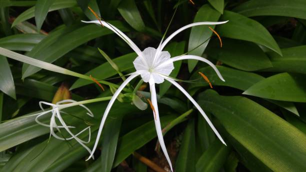 istock Flowers that are blooming in Bandung, West Java, Indonesia 1380806823