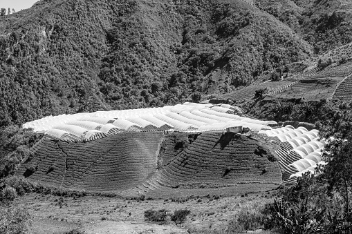 White greenhouse’s in the mountains of the Dominican Republic.