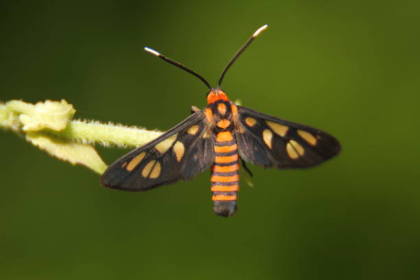 istock little butterfly in the garden, indonesia 1380806964