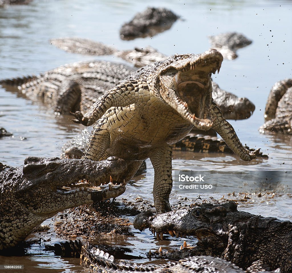 Attack crocodile Attack crocodile. Cuban Crocodile (crocodylus rhombifer) Crocodile Stock Photo