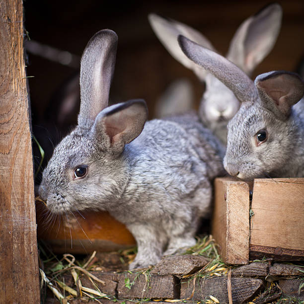 istock Young rabbits popping out of a hutch 138082531