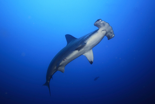Scalloped Hammerhead Shark (