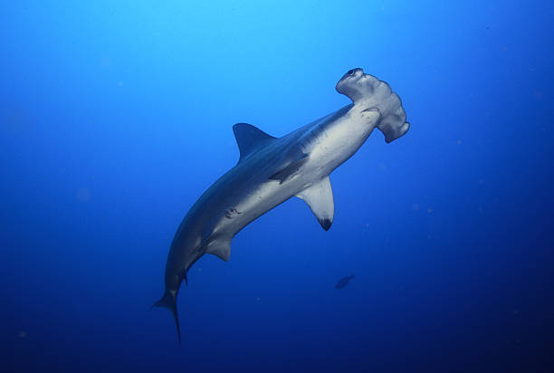 Shark stock photo