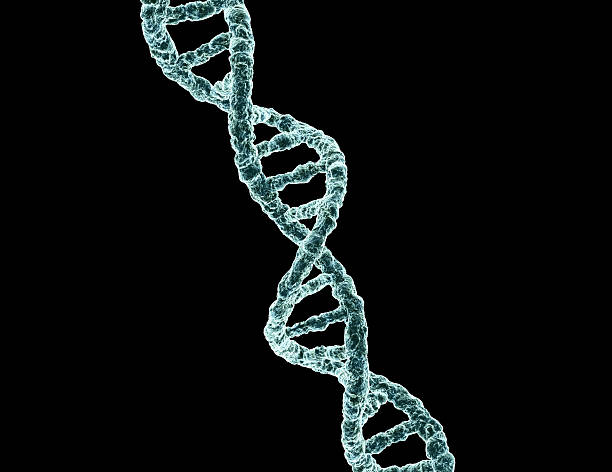 DNA 3D computer generated image of DNA with an electron microscope look. The helix is sized correctly for the actual structure (ie, 10 bases/helix turn).  sem stock pictures, royalty-free photos & images