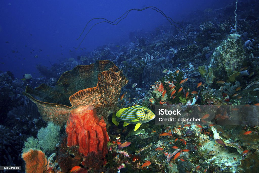 Coral Reef - Lizenzfrei Biodiversität Stock-Foto