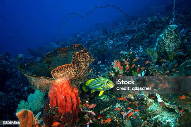 Coral Reef Stockfoto und mehr Bilder von Biodiversität - Biodiversität, Biologie, Fisch