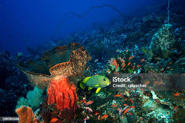 산호색 산호초 0명에 대한 스톡 사진 및 기타 이미지 - 0명, 물고기, 바다