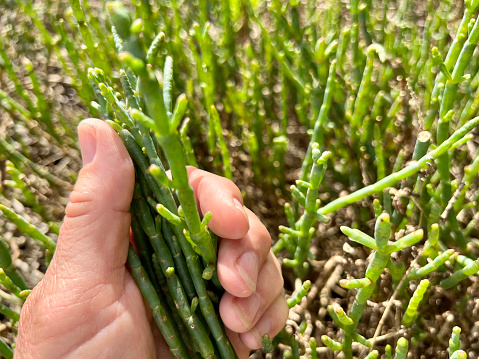 Horizontal closeup photo of a woman’s hand holding a bunch of wild harvested, uncultivated, edible Samphire plants growing on the marsh foreshore at Burrill Lake near Ulladulla, south coast NSW in Summer.