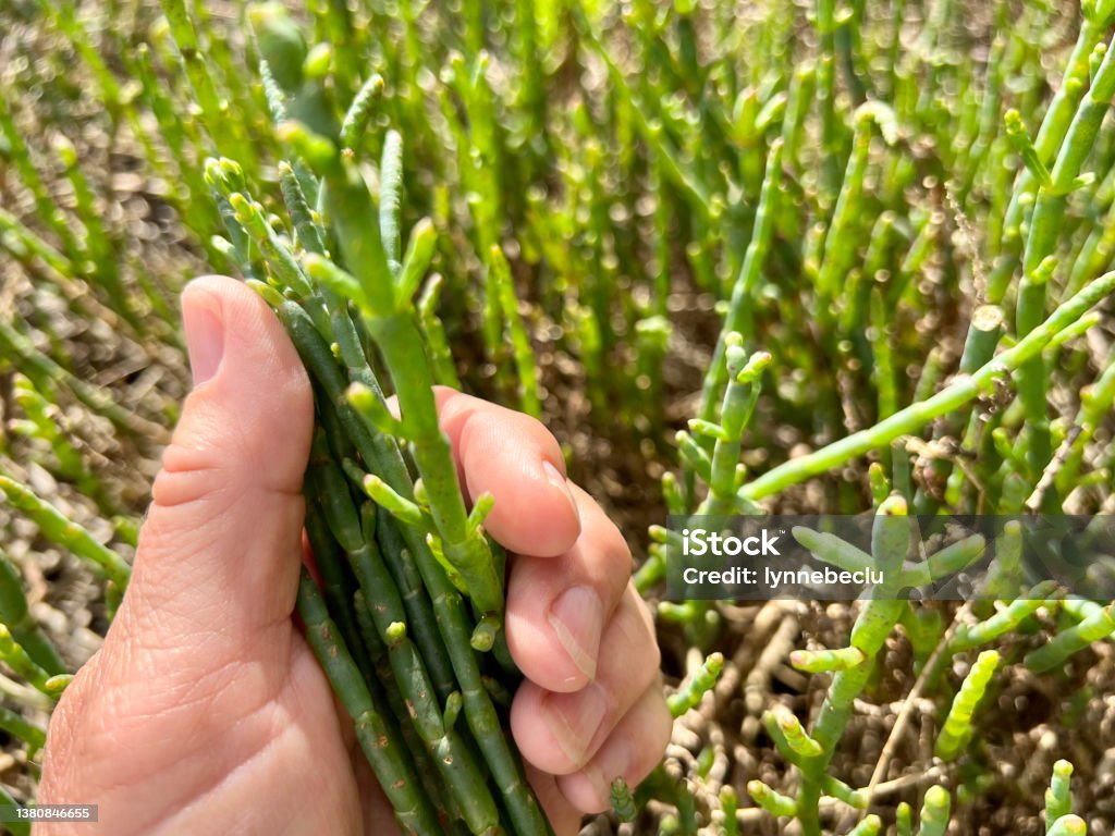 Australian Samphire - Salicornia Horizontal closeup photo of a woman’s hand holding a bunch of wild harvested, uncultivated, edible Samphire plants growing on the marsh foreshore at Burrill Lake near Ulladulla, south coast NSW in Summer. Salicornia Stock Photo