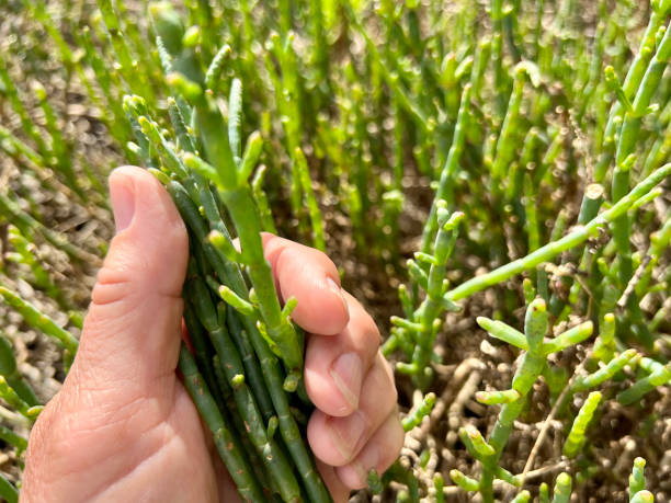 Australian Samphire - Salicornia Horizontal closeup photo of a woman’s hand holding a bunch of wild harvested, uncultivated, edible Samphire plants growing on the marsh foreshore at Burrill Lake near Ulladulla, south coast NSW in Summer. shoalhaven photos stock pictures, royalty-free photos & images