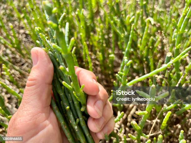 Australian Samphire Salicornia Stock Photo - Download Image Now - Salicornia, Ingredient, Uncultivated