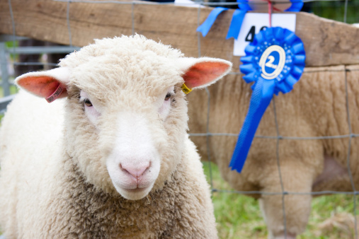 prize winning sheep at agricultural show with rosette